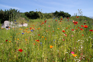 Meadow