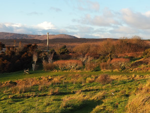 Forest Garden Orchard