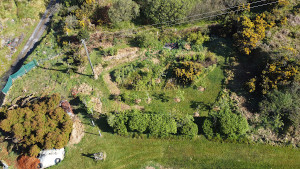 Cryptomeria and Orchard