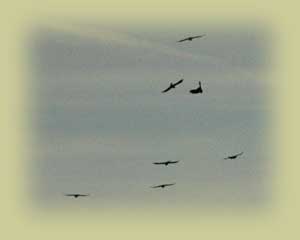 Choughs Flying